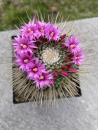 Mammillaria spinosissima